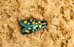 Arniocera auriguttata