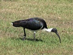 Threskiornis spinicollis