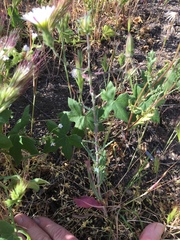 Rafinesquia californica