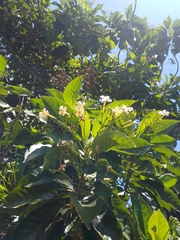 Blepharidium guatemalense