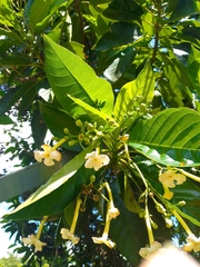 Blepharidium guatemalense