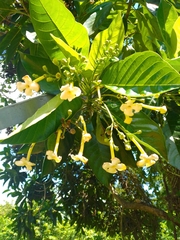 Blepharidium guatemalense