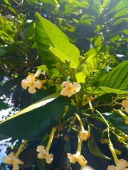 Blepharidium guatemalense