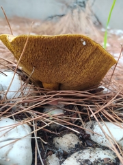 Suillus granulatus