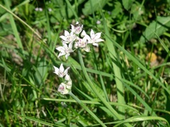 Allium canadense