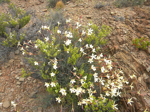 Image of Dianthus caespitosus by no rights reserved