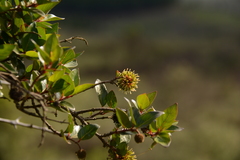 Cephalanthus natalensis