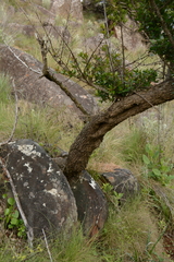 Cephalanthus natalensis