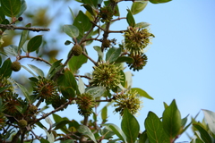 Cephalanthus natalensis