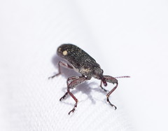 Rhinotia bimaculata