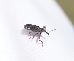 Rhinotia bimaculata