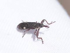 Rhinotia bimaculata