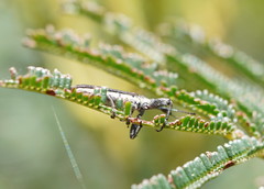 Rhinotia sparsa