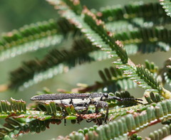 Rhinotia sparsa
