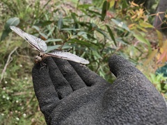 Telephlebia godeffroyi