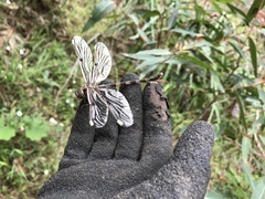 Telephlebia godeffroyi