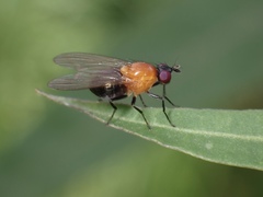 Sapromyza sciomyzina