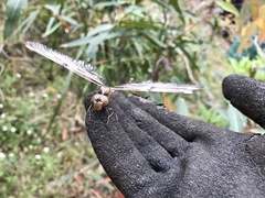 Telephlebia godeffroyi