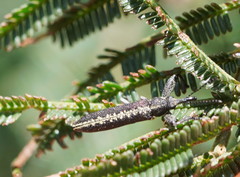 Rhinotia sparsa