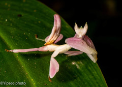 Hymenopus coronatus
