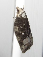 Acleris clarkei
