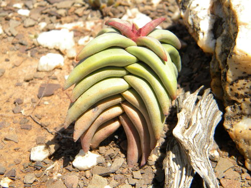 Crassula congesta