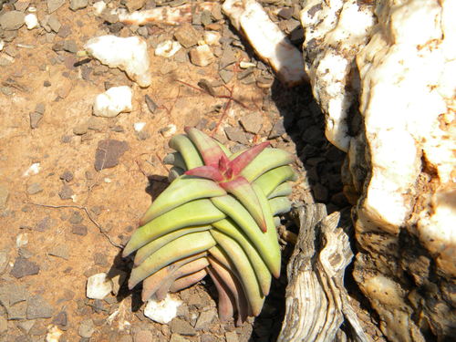 Crassula congesta