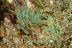 Clavelina detorta