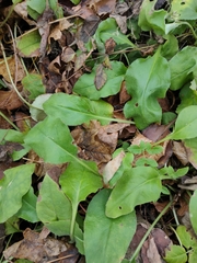 Pulmonaria × notha