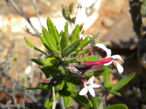 Image of Pachypodium succulentum by no rights reserved