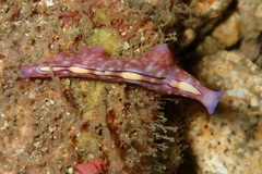 Pseudoceros liparus
