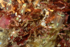 Clavelina detorta