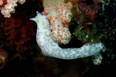 Pseudoceros laingensis