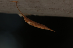 Sinomantis denticulata