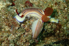 Hypselodoris emma