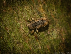 Ephrycus obliquus