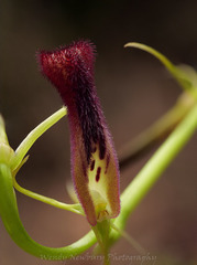 Cryptostylis hunteriana
