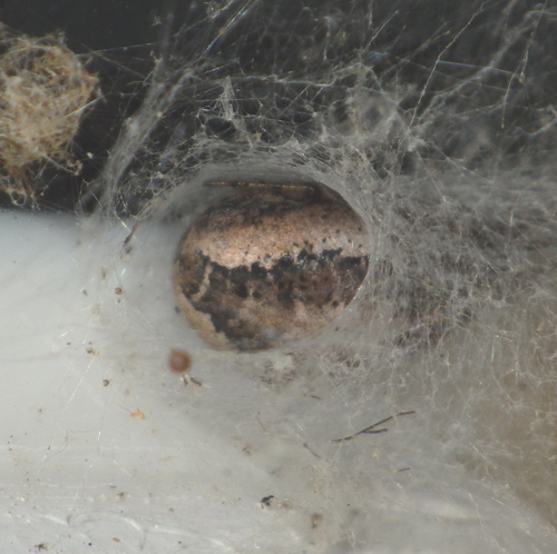Missing sector orb weaver