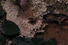 Harpegnathos venator