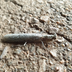 Tarachodes sanctus