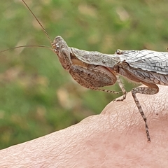 Tarachodes sanctus