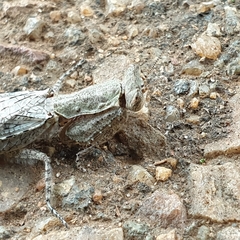 Tarachodes sanctus