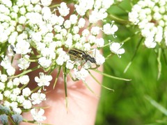 Astylus tucumanensis