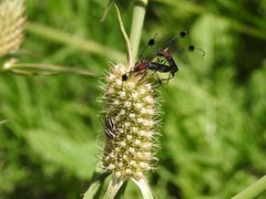 Nicentrus circumcinctus