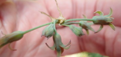 Tulbaghia acutiloba