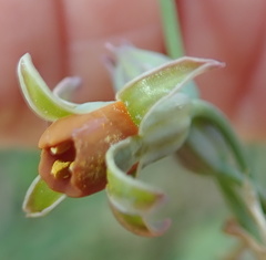 Tulbaghia acutiloba