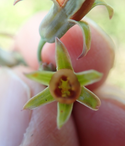 Image of Pungent Wild Garlic (Tulbaghia acutiloba) by no rights reserved