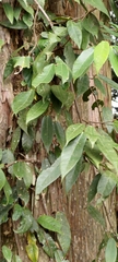 Ficus pumila awkeotsang