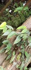 Ficus pumila awkeotsang