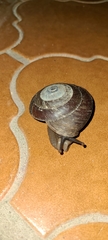 Caracolus caracolla